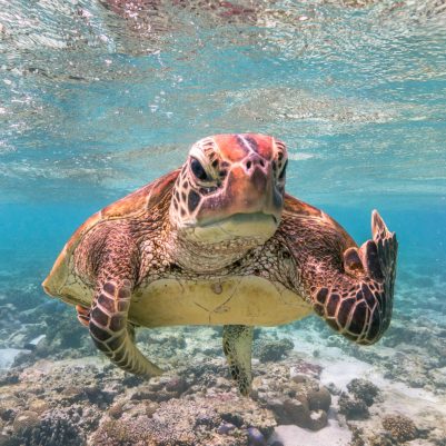 OVERALL WINNER - Mark Fitzpatrick - Terry The Turtle