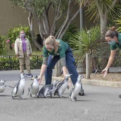 SFZoo_PenguinMarching_ByMarianneHale