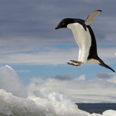 The jump (2 of 3), Adelie Penguin (Pygoscelis Adeliae), Brown Bluff, Antarctic Peninsula, Antarctica