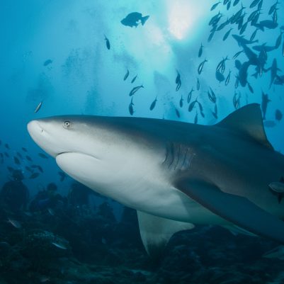 Bull shark; Shutterstock ID 119450257; PO: New Kids Website