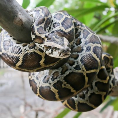 burmese-python-tree