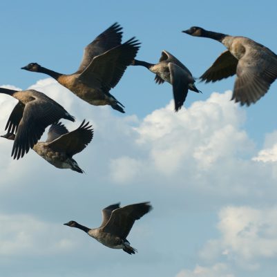 canada-goose-flock-flying