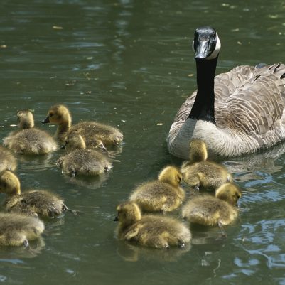 A mother Canada goose watches over ten fuzzy babies as they swim.