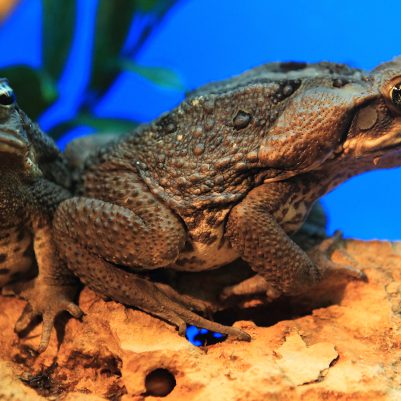 cane-toad-pair