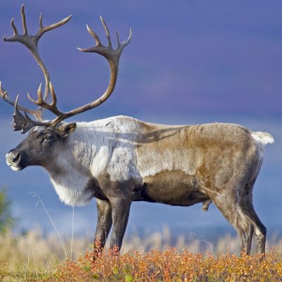 Male Caribou Grazing on Toklat River Basin; Shutterstock ID 130932683; PO: Anne Mc. Web Pics