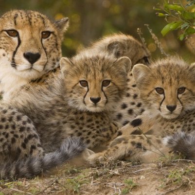 cheetah-mom-cubs