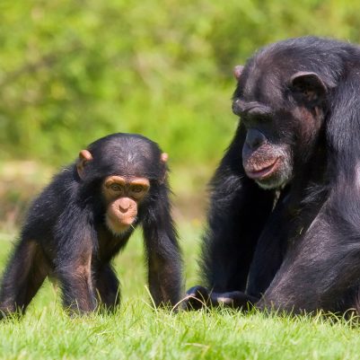 chimpanzee-with-baby2