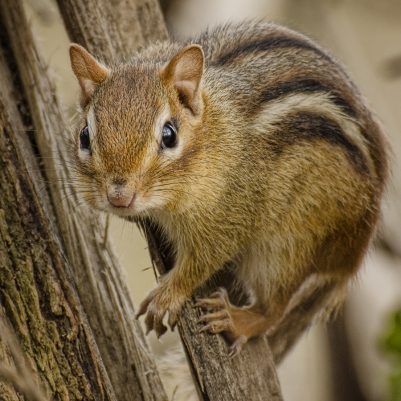 chipmunk-tree