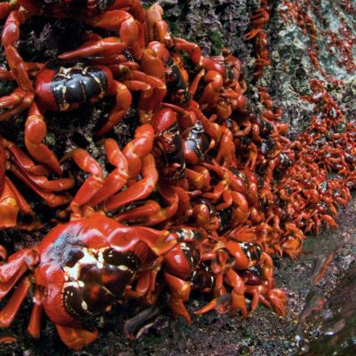 christmas-island-crab-migrating