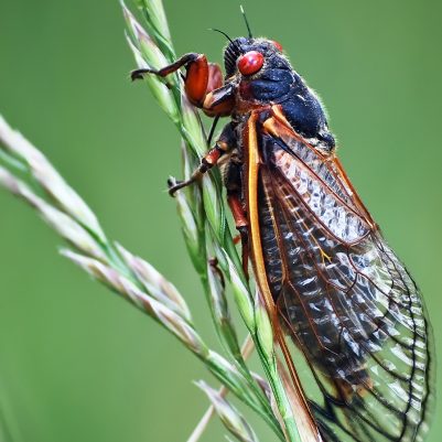 cicada-grass