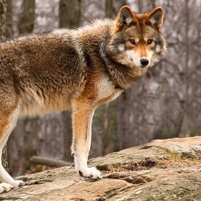 coyote-standing