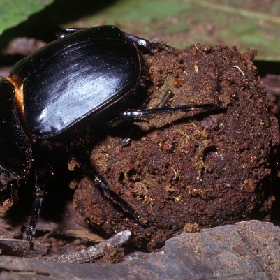 dung-beetle-closeup-ball