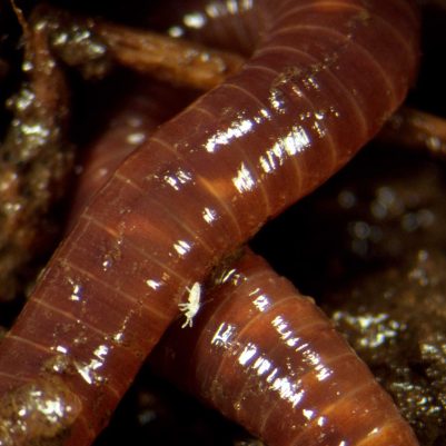 earthworm-closeup