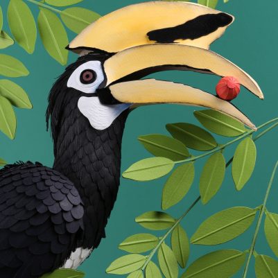 hornbillf