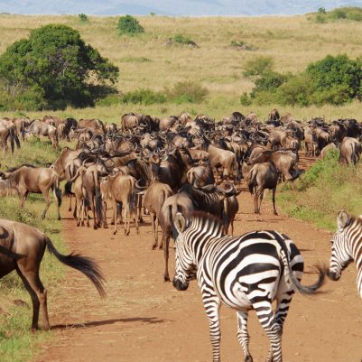 kenya-reserve