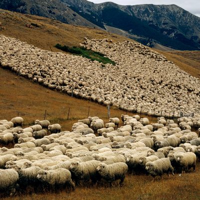 new-zealand-sheep