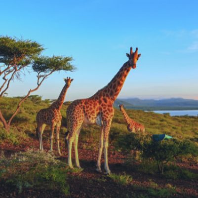 ngkAUG21_GIRAFFES_On flooded island2_MM9503_201126_SG_0180