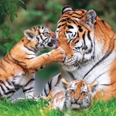 GGRG7A Amur Tiger cubs, 11 weeks old