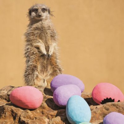 ngkOCT20_AATZ_Meerkat_Easter_4_(c)_ZSL_London_Zoo