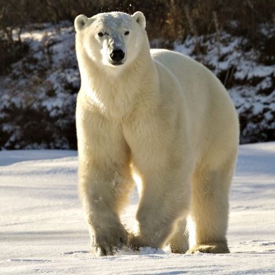 polar bear running (1) lr