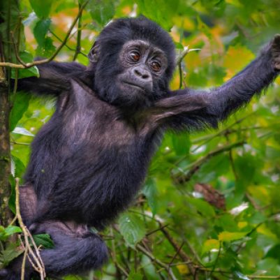 Baby,Mountain,Gorilla,In,Bwindi,,Uganda,,Africa