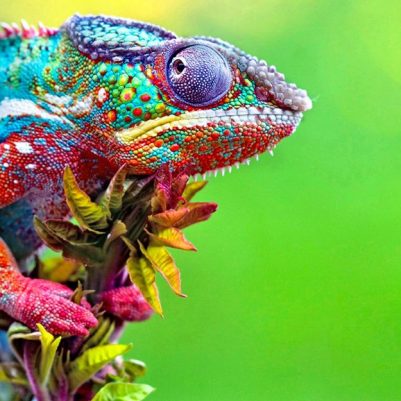 Wild,Chameleon,Reptile,With,Beautiful,Colors
