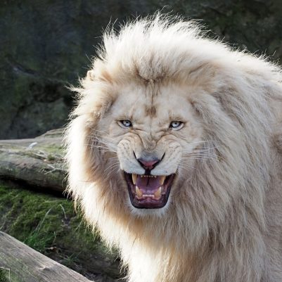 White,Lion