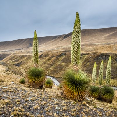 Huaraz,,Peru:,A,Puya,Raimondii,Group,,Near,Huaraz,,Peru.