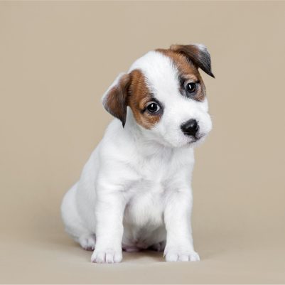 shutterstock_770873908