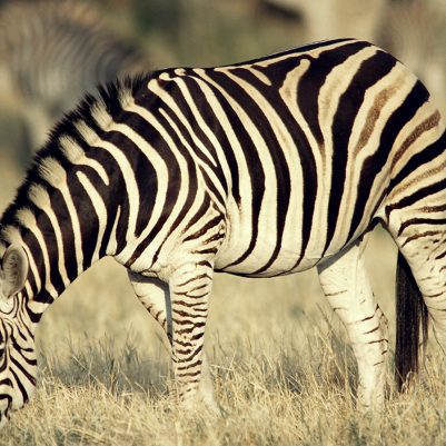 Zebra grazing with young.