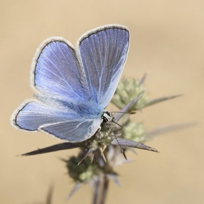 כחליל השברק - שלם קורמן