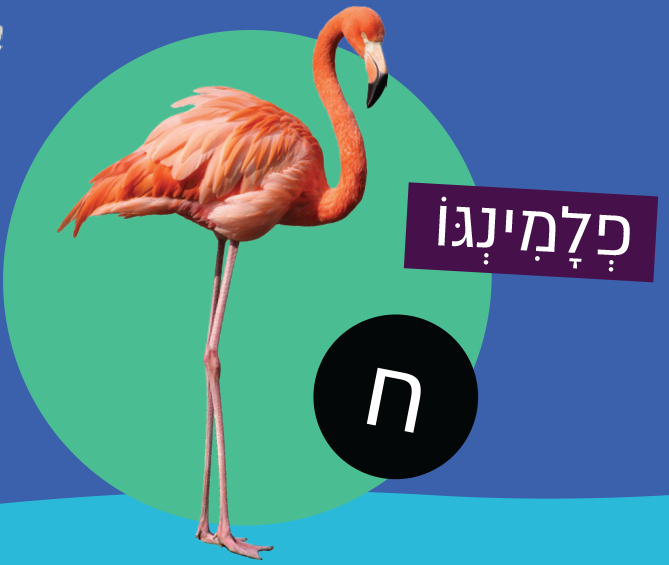 פלמינגו