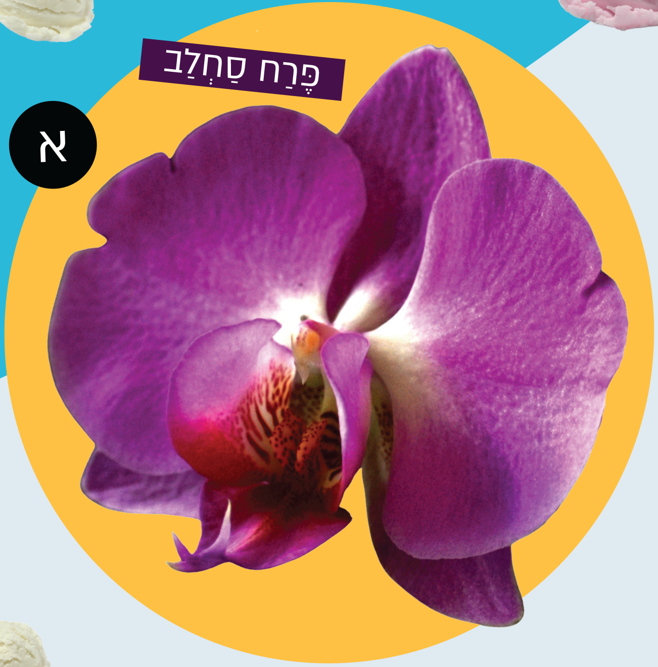פרח סחלב