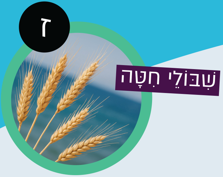 שבולי חיטה